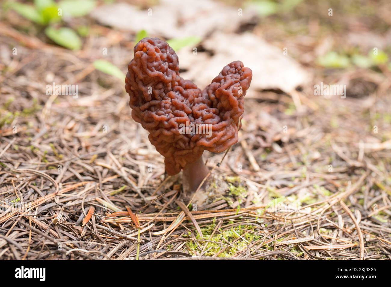 Une fausse mushroom Morel, Gyromitra esculenta, s'est retrouvée sur une pente de montagne au-dessus de la fourche sud du ruisseau Callahan, dans le comté de Lincoln, au Montana. Co Banque D'Images