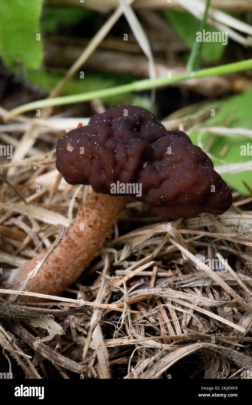 Un faux champignon Morel, Gyromitra esculenta, qui pousse sous le mélange de sapin et de bouleau, sur une pente de montagne au-dessus du ruisseau Callahan, dans le comté de Lincoln, au Montana Banque D'Images