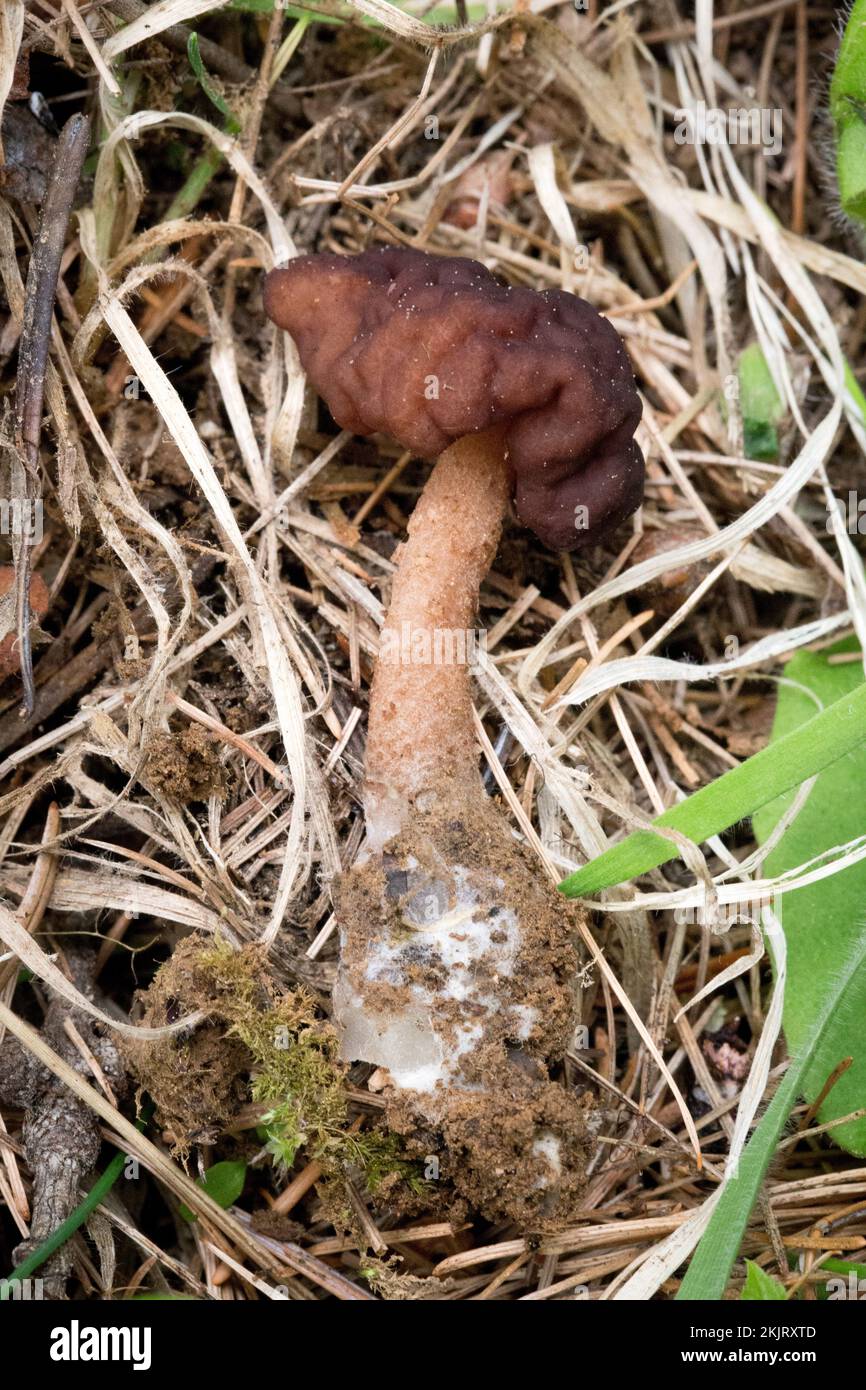 Un faux champignon Morel, Gyromitra esculenta, qui pousse sous le mélange de sapin et de bouleau, sur une pente de montagne au-dessus du ruisseau Callahan, dans le comté de Lincoln, au Montana Banque D'Images