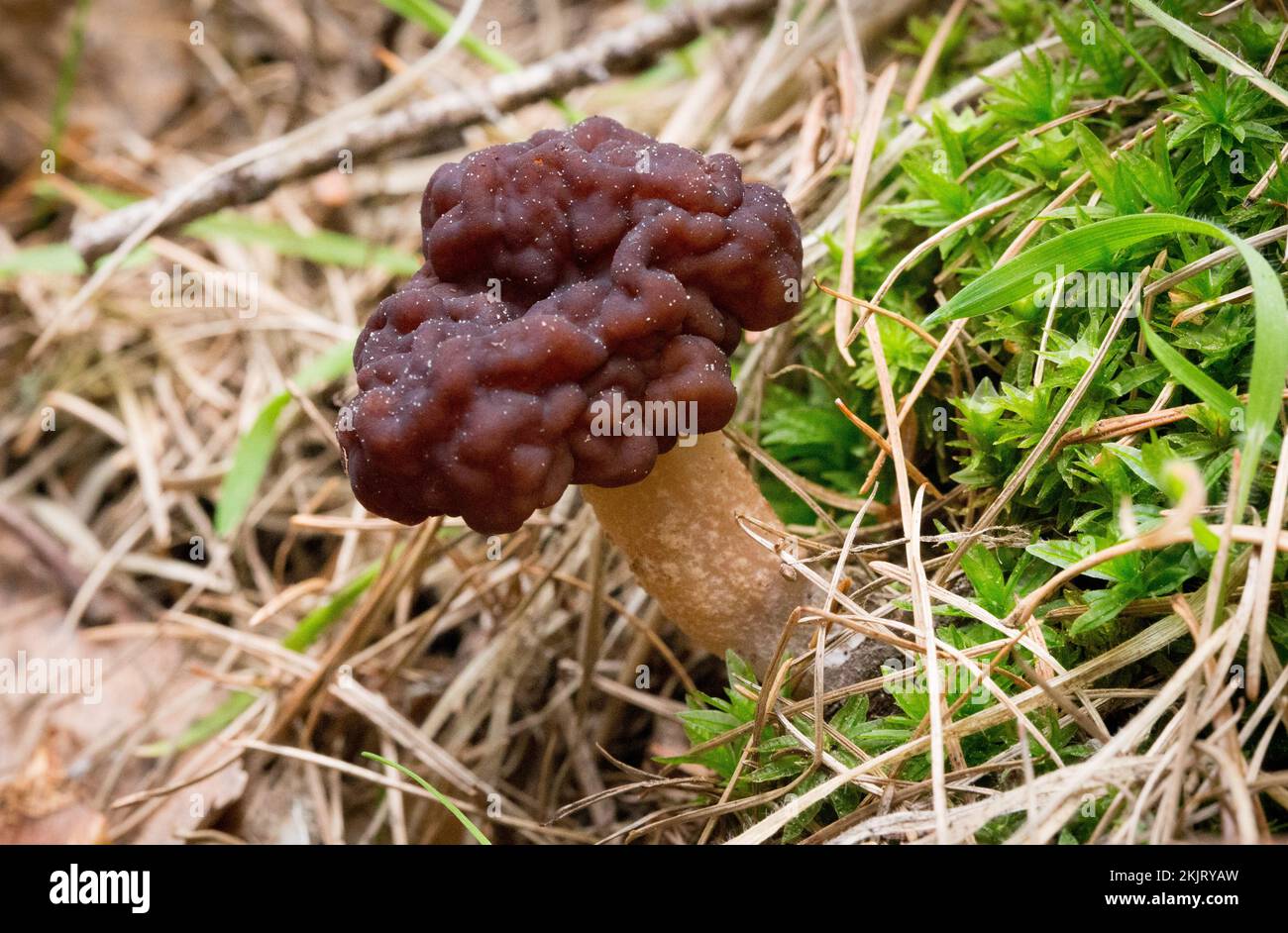 Un faux champignon Morel, Gyromitra esculenta, qui pousse sous le mélange de sapin et de bouleau, sur une pente de montagne au-dessus du ruisseau Callahan, dans le comté de Lincoln, au Montana Banque D'Images