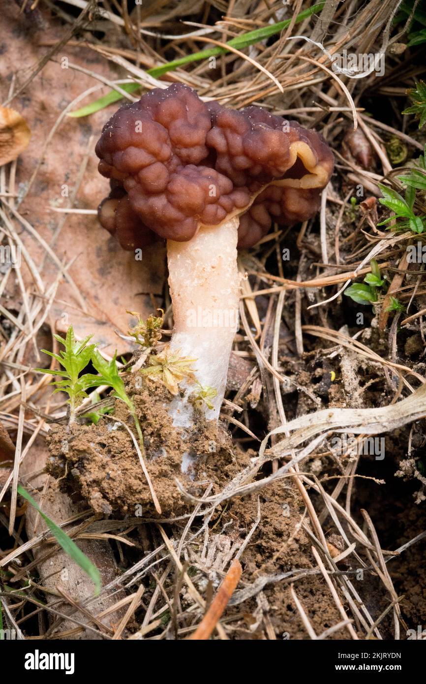 Un faux champignon Morel, Gyromitra esculenta, qui pousse sous le mélange de sapin et de bouleau, sur une pente de montagne au-dessus du ruisseau Callahan, dans le comté de Lincoln, au Montana Banque D'Images