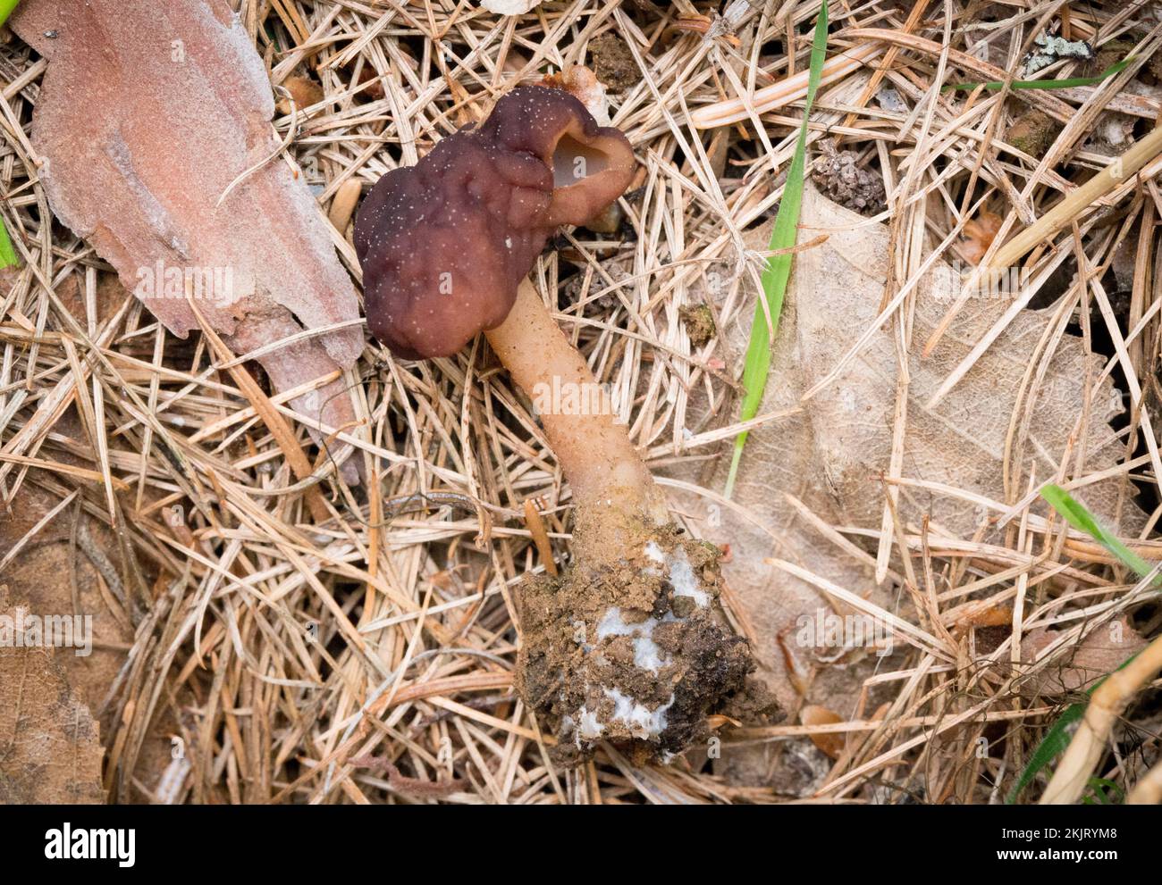 Un faux champignon Morel, Gyromitra esculenta, qui pousse sous le mélange de sapin et de bouleau, sur une pente de montagne au-dessus du ruisseau Callahan, dans le comté de Lincoln, au Montana Banque D'Images