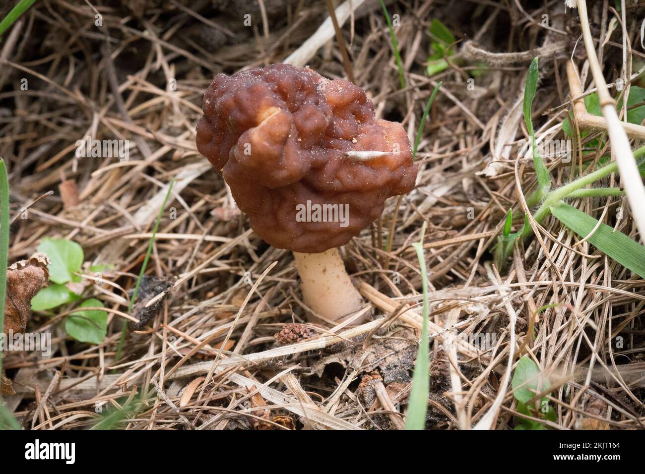 A False Morel Mushroom, Gyromitra esculenta, poussant sous le mélange de sapin et de bouleau, près d'une bûche de bouleau rouge pourrie, Betula occidentalis, sur un m orienté sud Banque D'Images