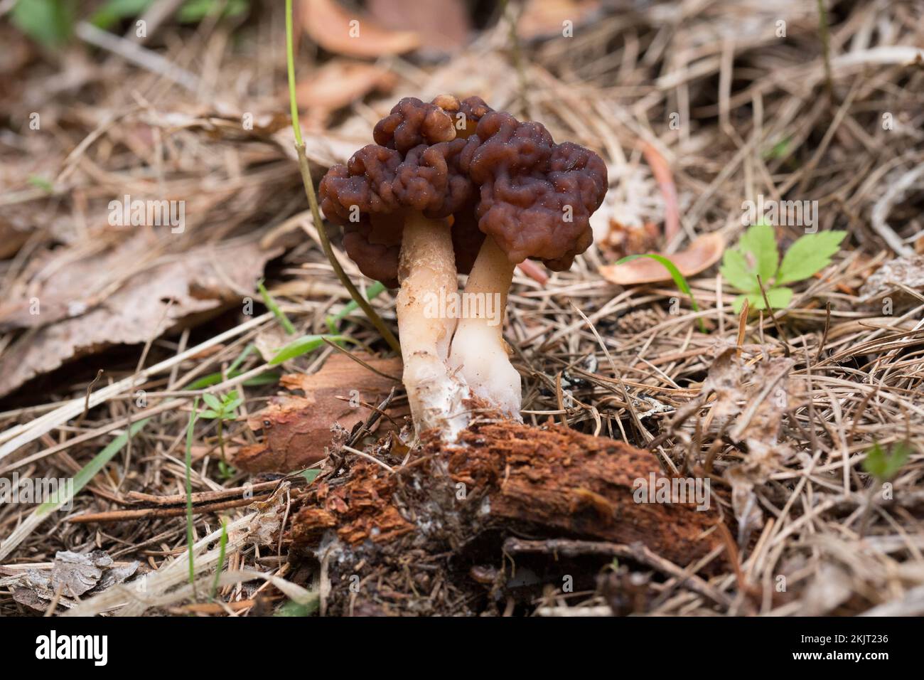 A False Morel Mushroom, Gyromitra esculenta, poussant sous le mélange de sapin et de bouleau, près d'une bûche de bouleau rouge pourrie, Betula occidentalis, sur un m orienté sud Banque D'Images