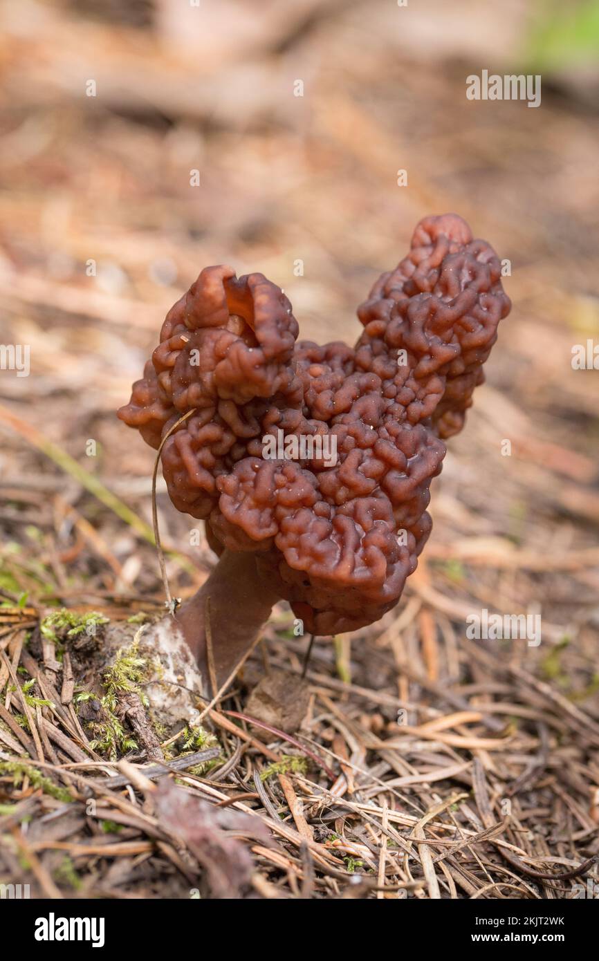 Une fausse mushroom Morel, Gyromitra esculenta, s'est retrouvée sur une pente de montagne au-dessus de la fourche sud du ruisseau Callahan, dans le comté de Lincoln, au Montana. Co Banque D'Images