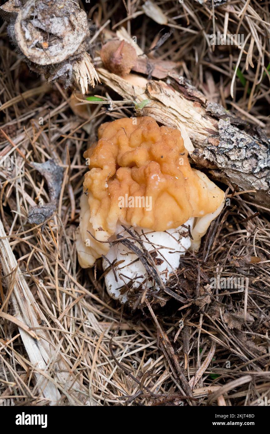 Un faux champignon de Morel, Gyromitra montana, niché dans des aiguilles de pin, a trouvé la croissance sur une pente de montagne au-dessus de Callahan Creek, dans le comté de Lincoln, Montana Banque D'Images