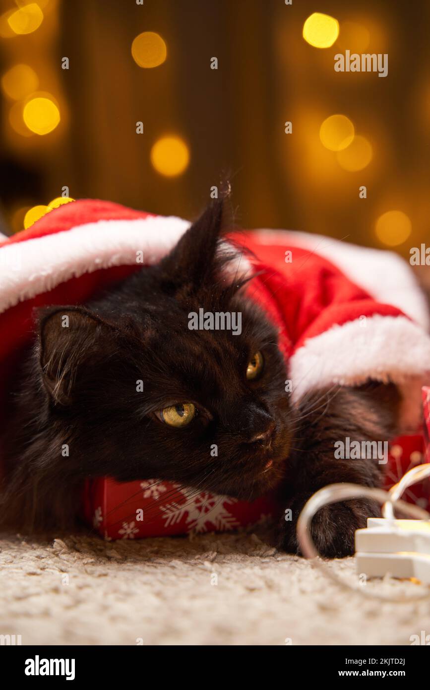 Pull De Noël Femme Premium AI Image | Maine Coon Cat In Holiday Sweater Radiating Christmas Cheer 829699 4993 Pull De Noel Chat