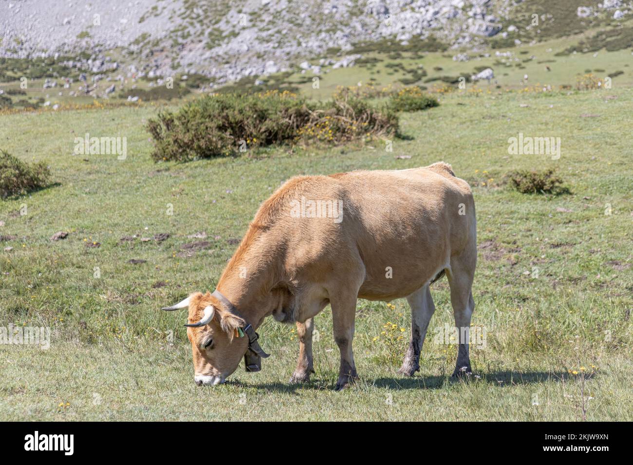 Bovins de montagne (vache) des Asturies dans le parc national de Picos de Europa, Asturies, Espagne Banque D'Images