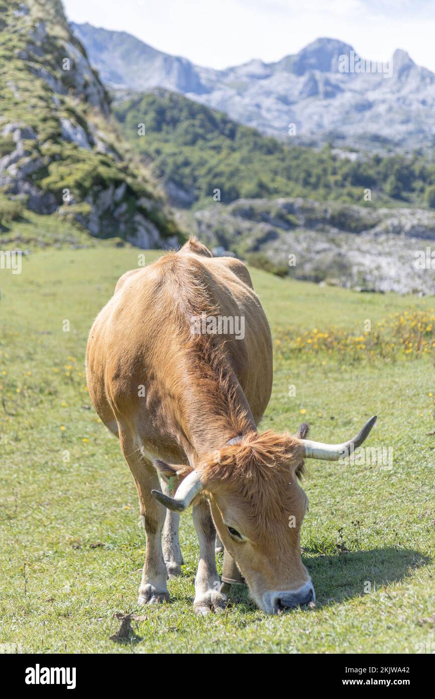 Bovins de montagne (vache) des Asturies dans le parc national de Picos de Europa, Asturies, Espagne Banque D'Images