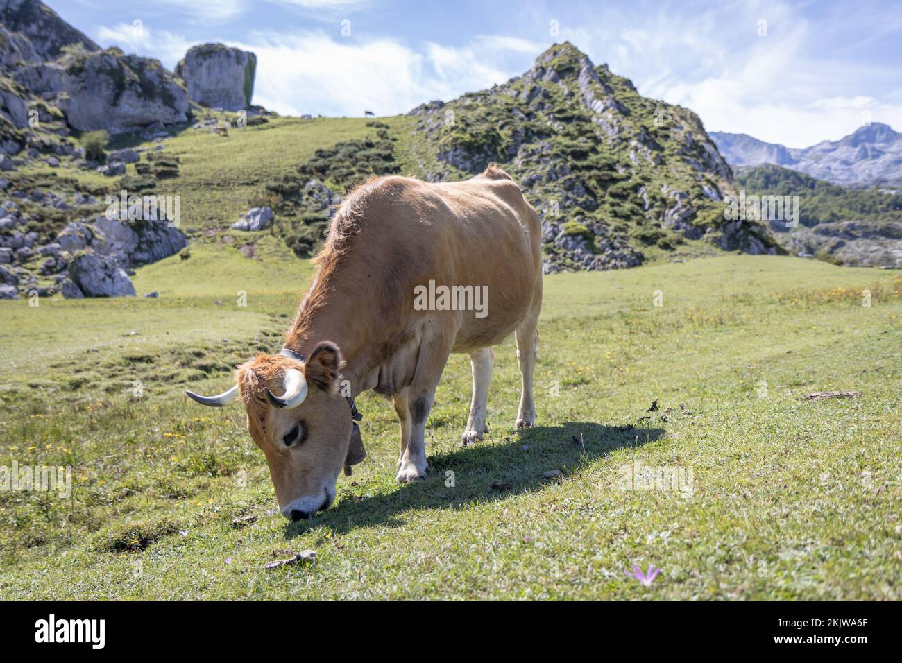 Bovins de montagne (vache) des Asturies dans le parc national de Picos de Europa, Asturies, Espagne Banque D'Images
