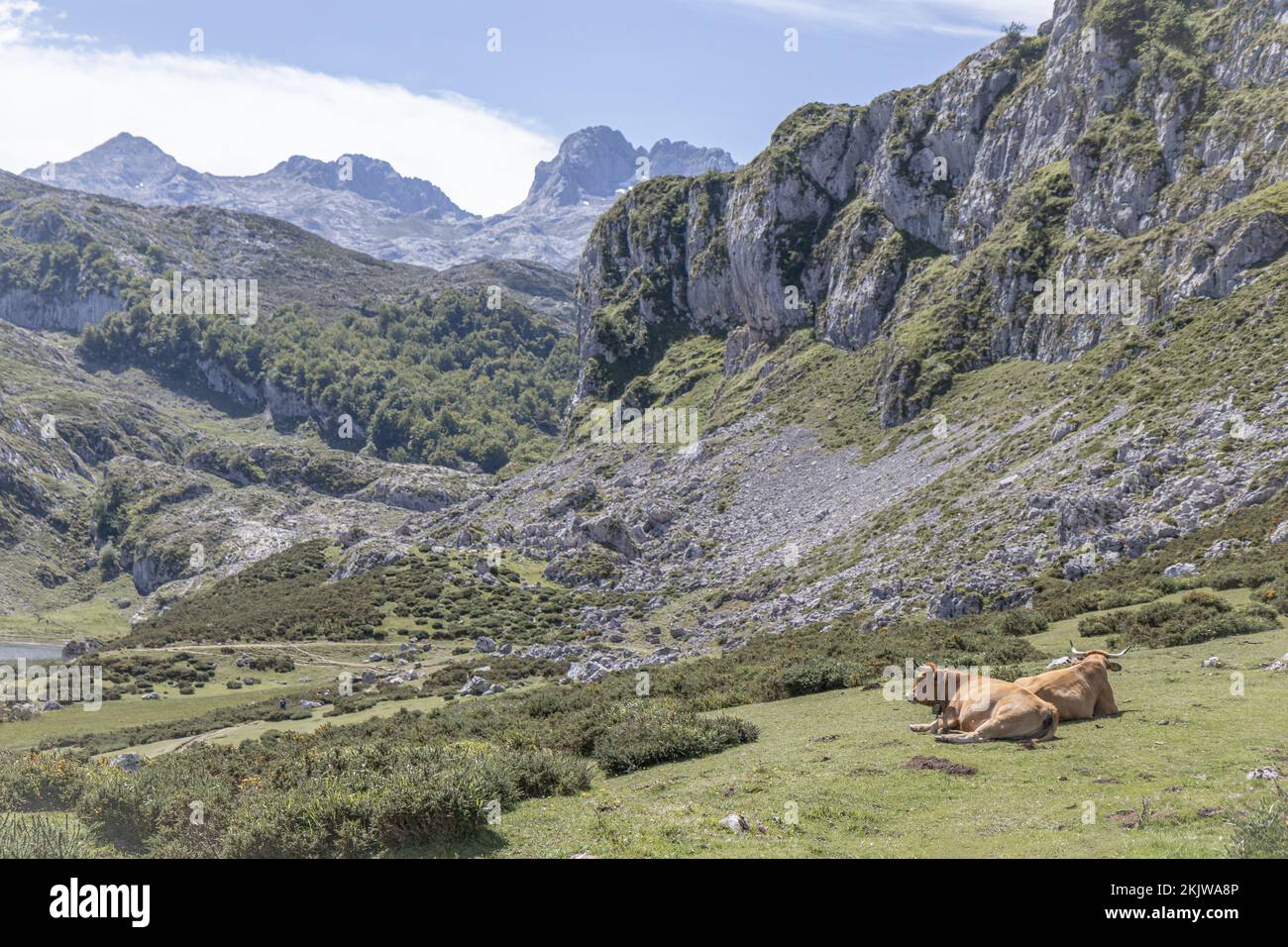 Bovins de montagne (vache) des Asturies dans le parc national de Picos de Europa, Asturies, Espagne Banque D'Images