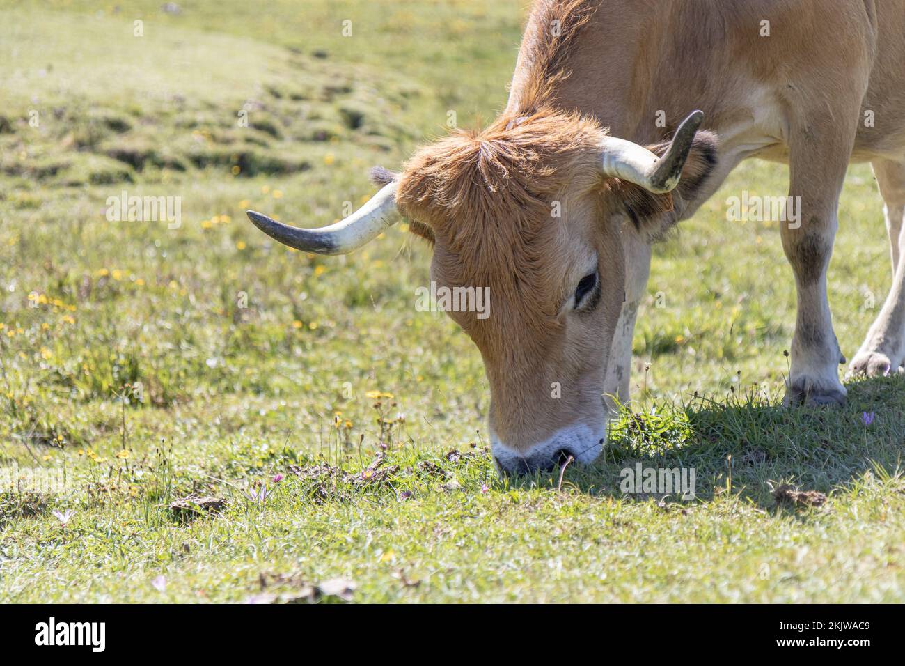 Bovins de montagne (vache) des Asturies dans le parc national de Picos de Europa, Asturies, Espagne Banque D'Images