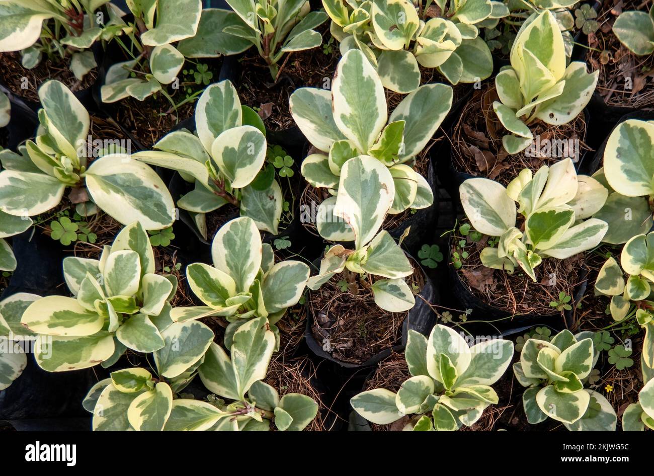 Une plante de Peperomia obtusifolia avec des feuilles blanches et vertes Banque D'Images