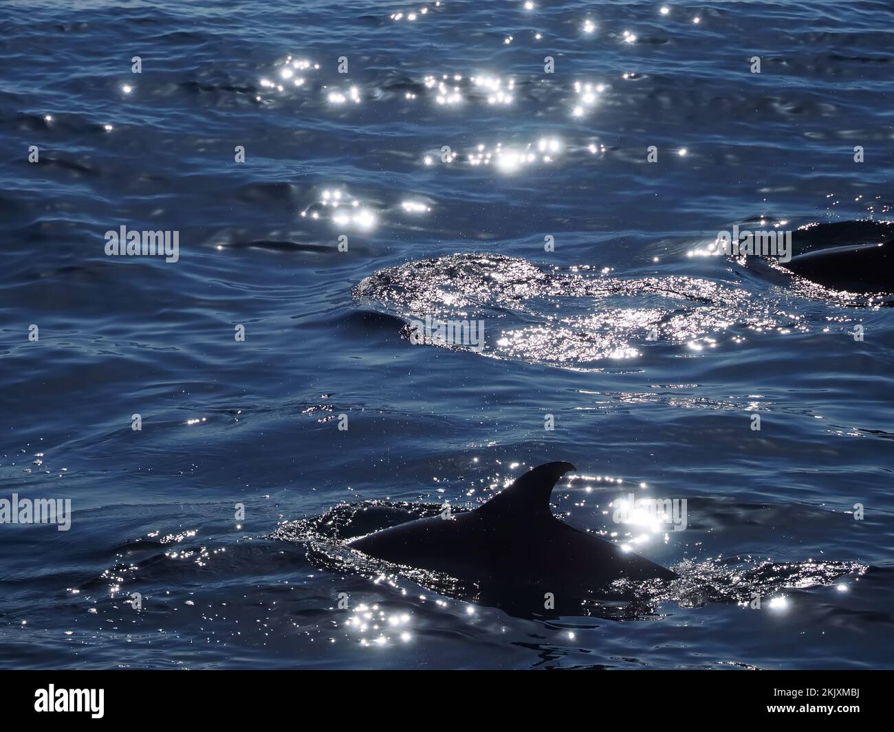 dauphins nageant dans la mer bleue étincelante Banque D'Images