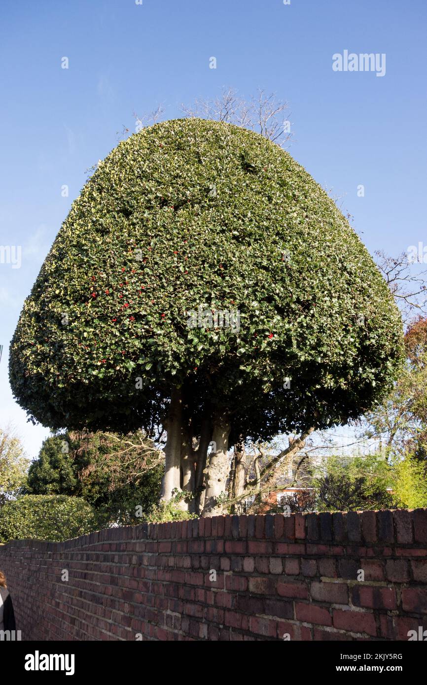 Une exposition de la topiaire de l'arbre de Yew (Taxus baccata) dans un jardin en Angleterre, au Royaume-Uni Banque D'Images
