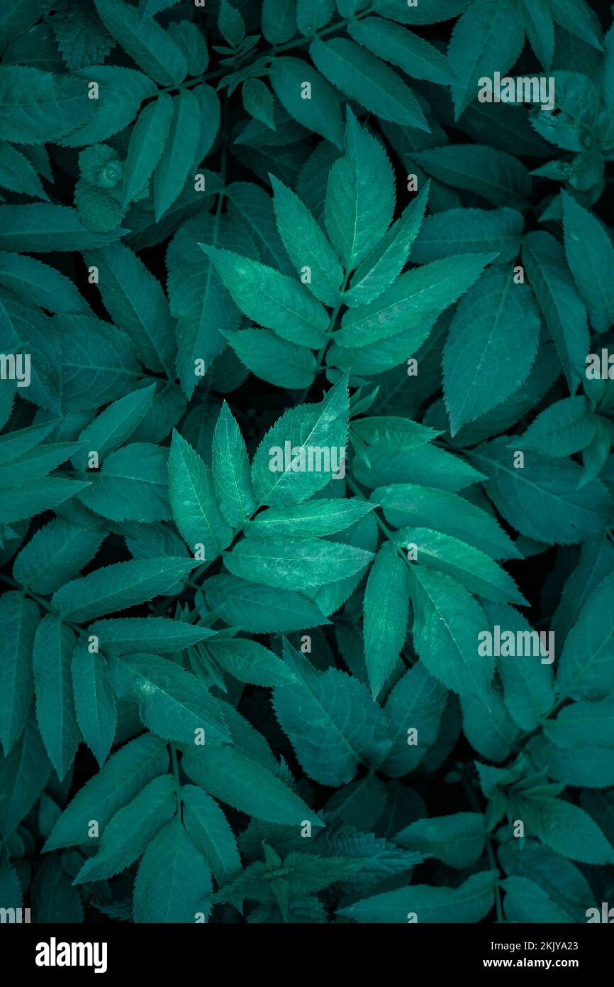 la plante verte laisse dans le jardin au printemps, sur fond vert moody Banque D'Images