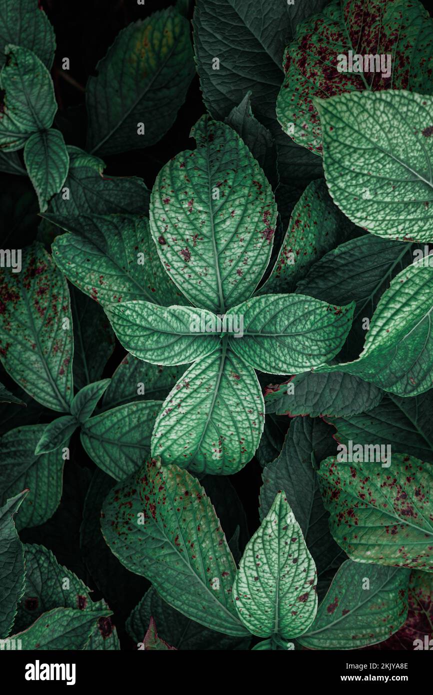 la plante verte laisse dans le jardin au printemps, sur fond vert moody Banque D'Images