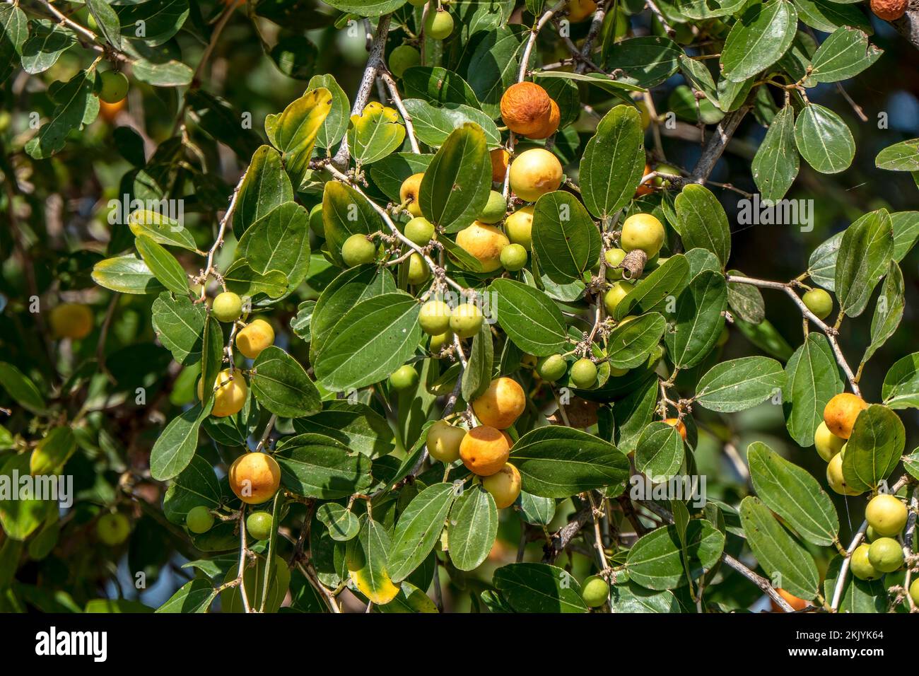 Mûrissement des fruits de Ziziphus spina-christi parmi les feuilles de près. Israël Banque D'Images