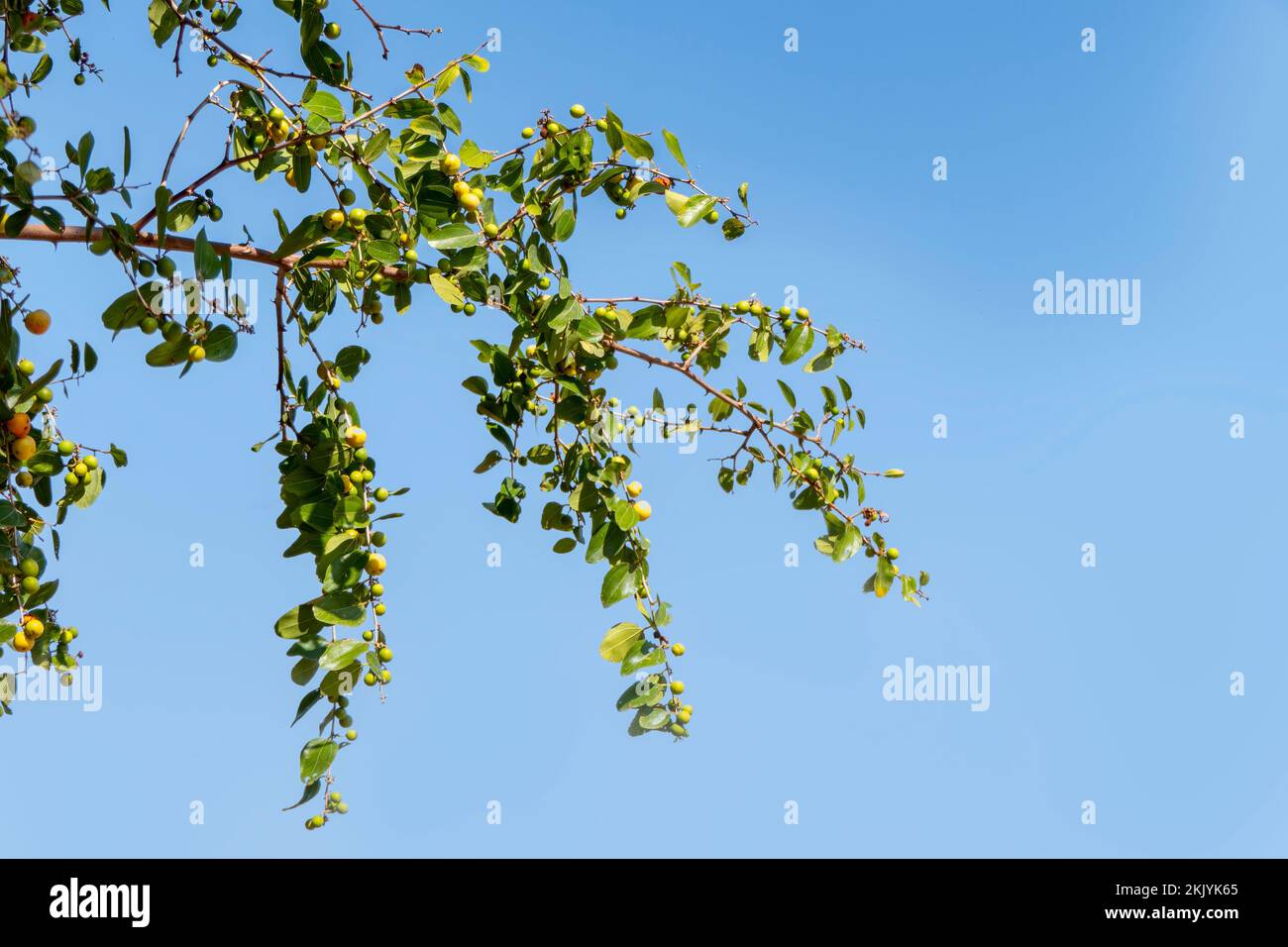 Mûrissement des fruits de Ziziphus spina-christi parmi les feuilles de près. Israël Banque D'Images