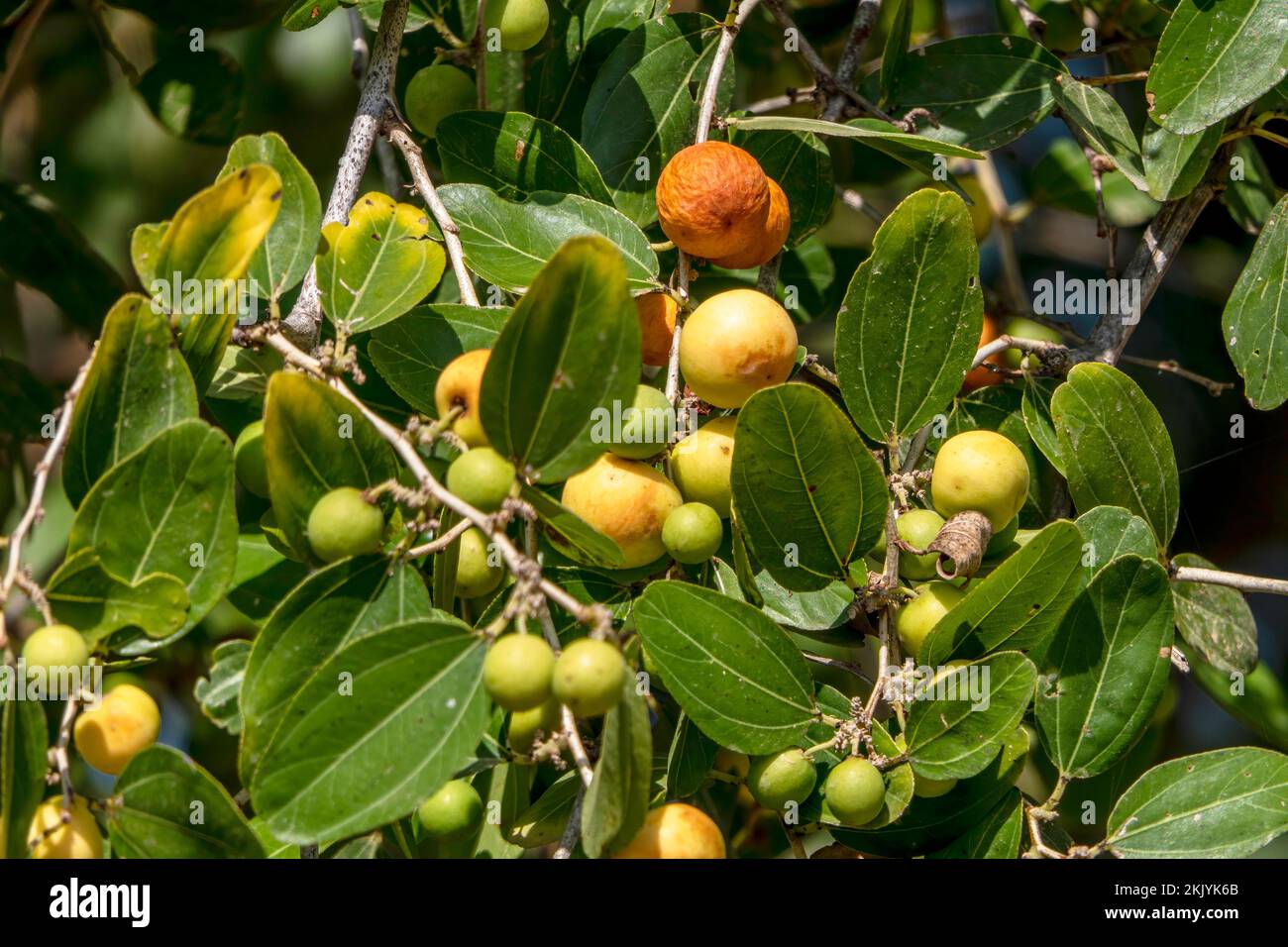 Mûrissement des fruits de Ziziphus spina-christi parmi les feuilles de près. Israël Banque D'Images