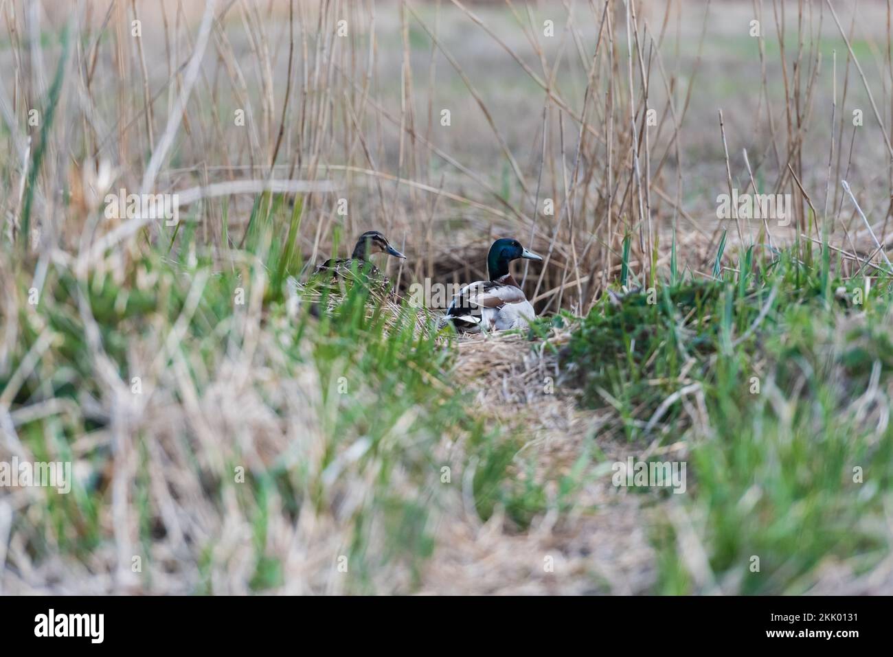 Anas platyrhynchos - Un mâle et une femelle de canard colvert rôdant parmi les roseaux une journée à la réserve naturelle de Strumpshaw Fen dans les Norfolk Broads. Chaîne Banque D'Images