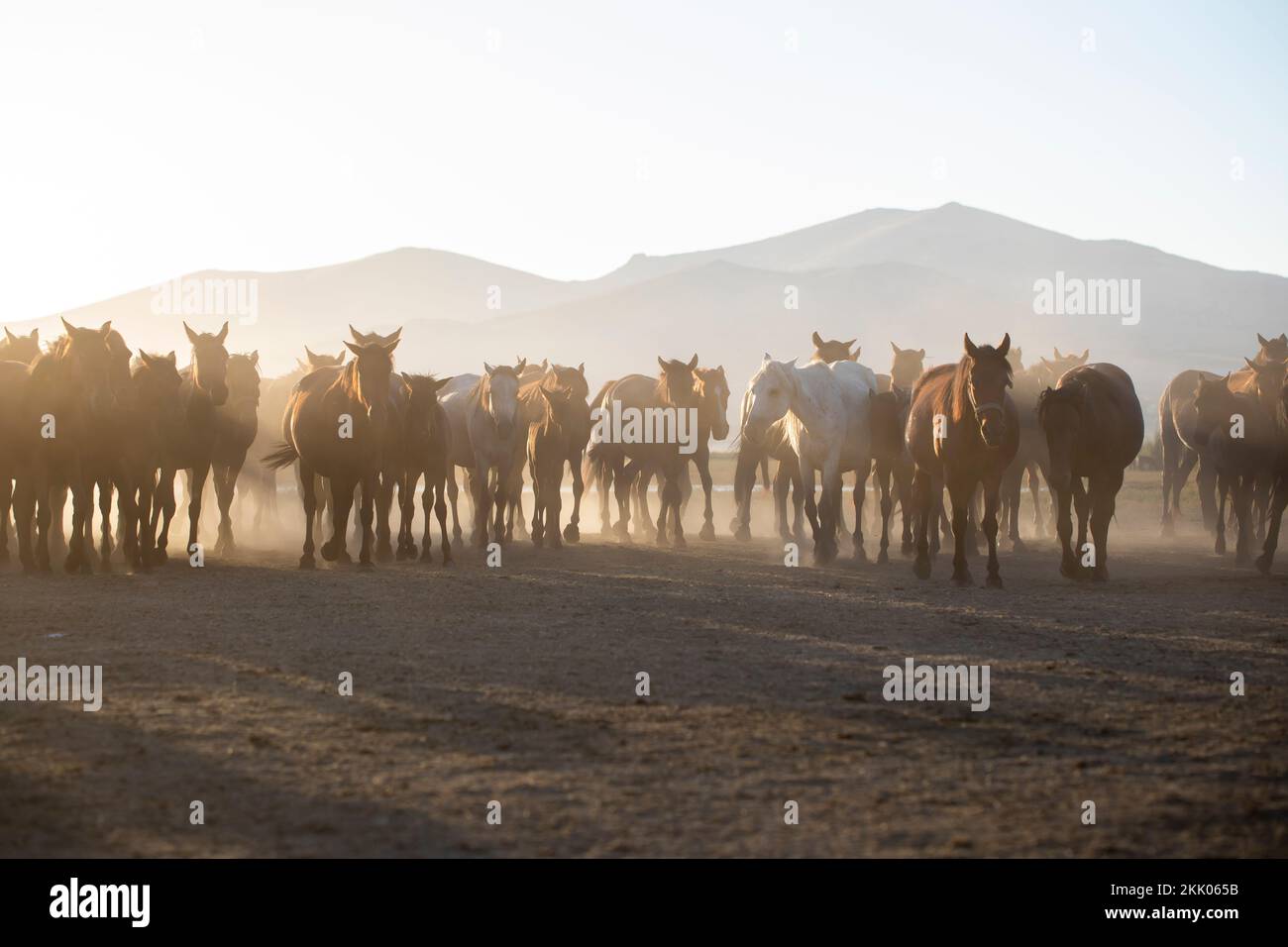 Troupeau de chevaux sauvages en train de courir dans la poussière Banque D'Images