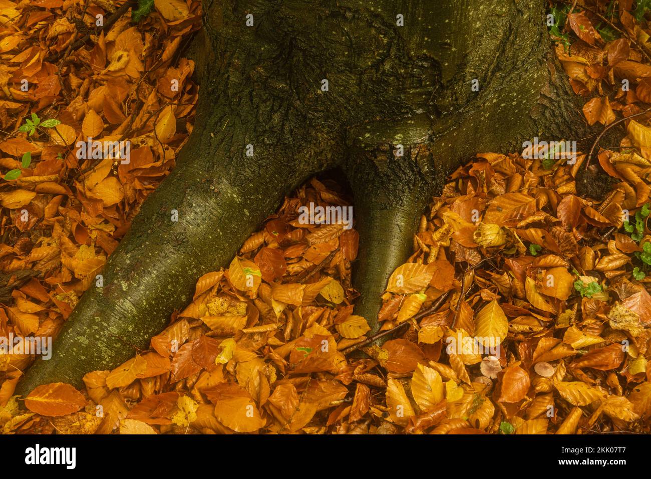 Couleurs d'automne à la forêt de Thetford Norfolk iv feuilles de hêtre sur le plancher de la forêt, autour des racines des arbres. Forêt de Thetford, octobre 2022 Banque D'Images