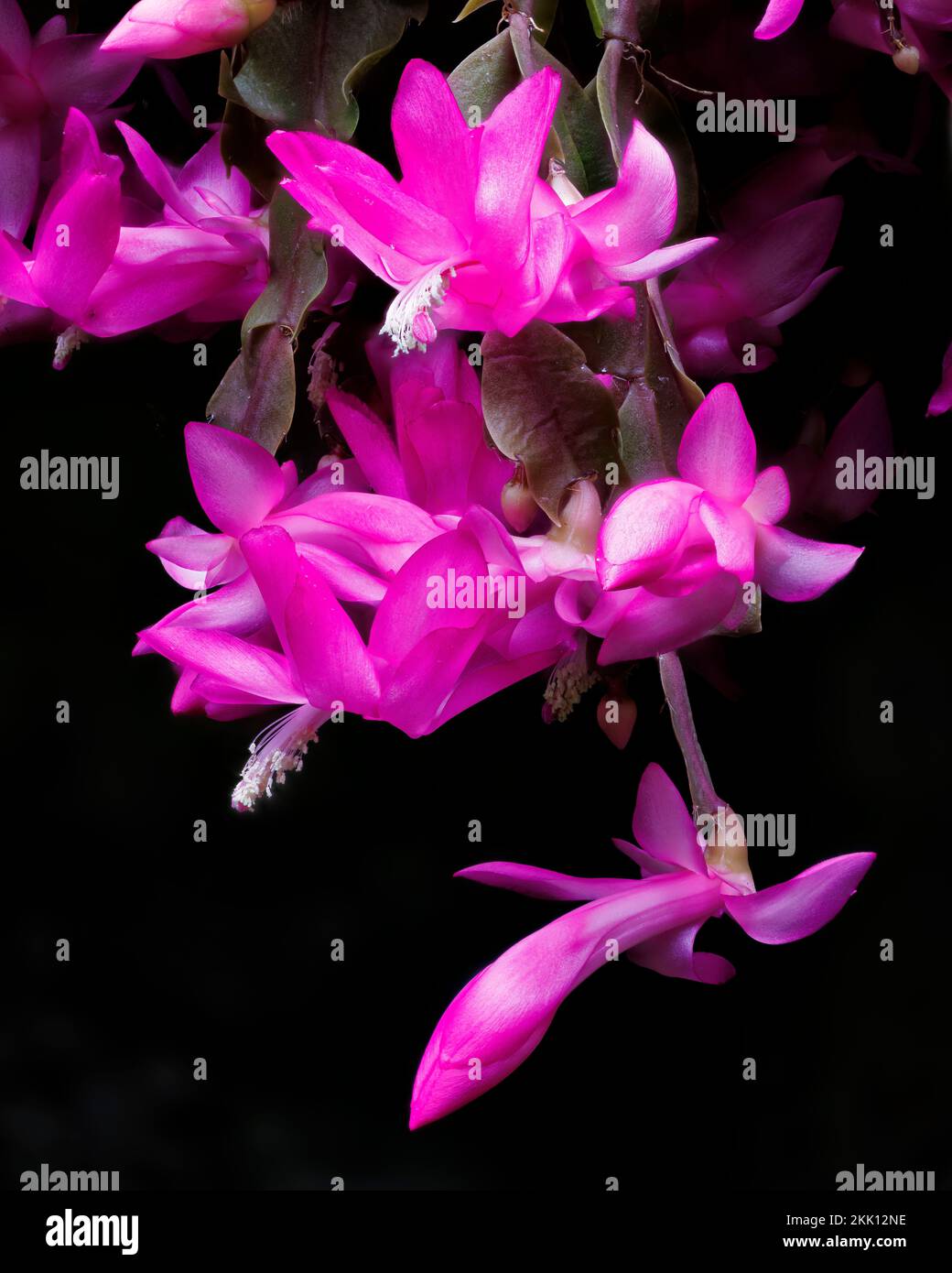 Schlumbergera truncata, faux cactus de Noël, à Aberglasney Gardens Banque D'Images