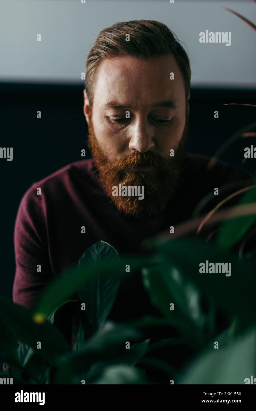 Portrait du modèle barbu en chandail debout près des plantes sur fond noir, image de stock Banque D'Images