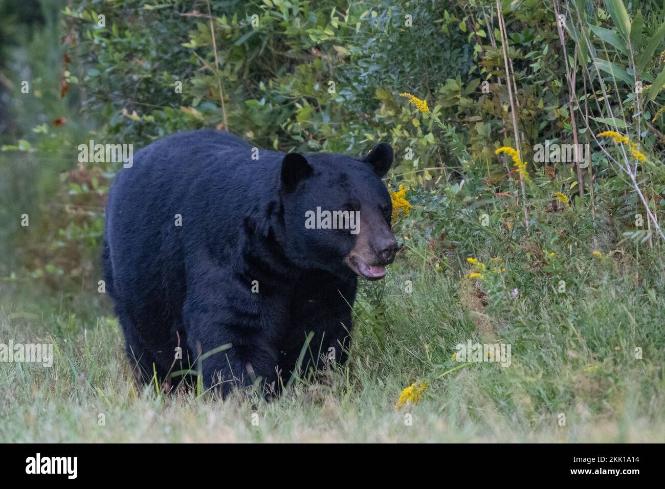 Ours noir américain (Ursus americanus) marchant le long du bord de la forêt Banque D'Images