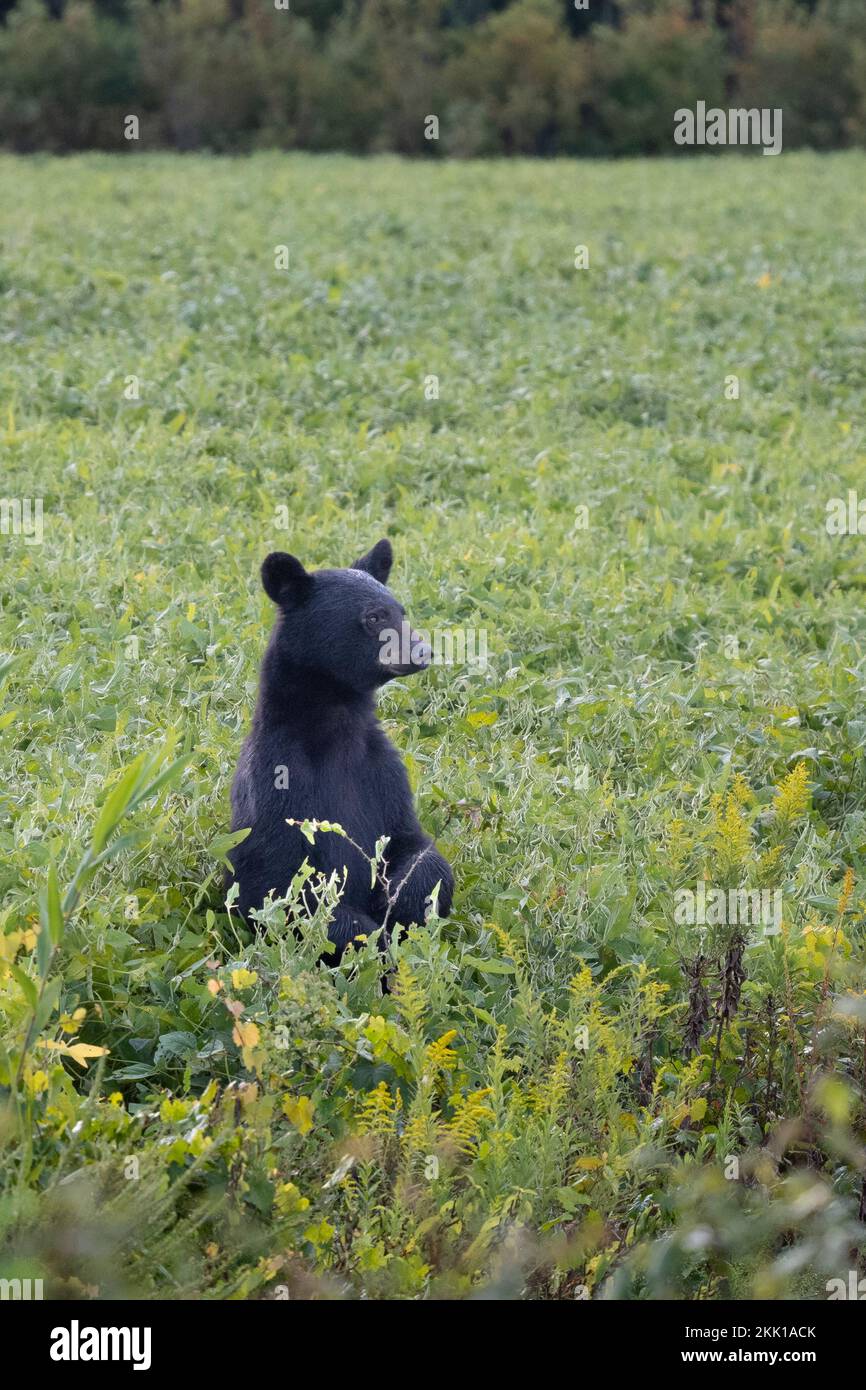 Ours noir américain (Ursus americanus) debout dans un champ de soja Banque D'Images