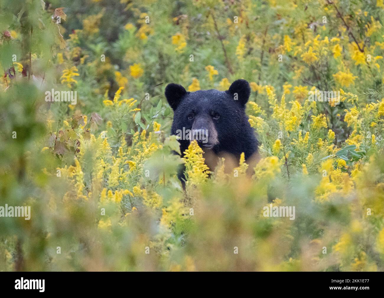 Ours noir américain (Ursus americanus) regardant la caméra du terrain de la verge d'or Banque D'Images