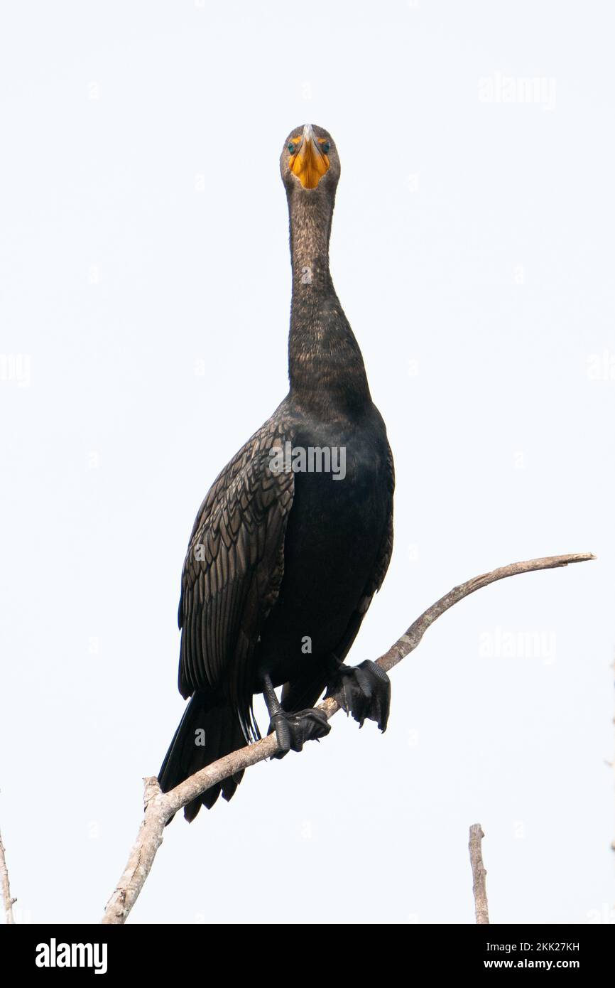 Un cormorant me regarde Banque D'Images