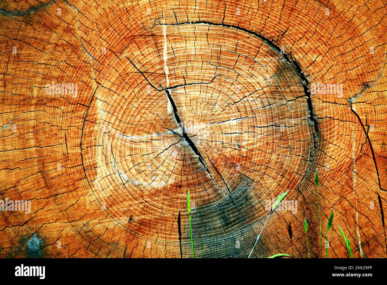 Coupe transversale d'un tronc d'arbre scié coupé montrant ses anneaux d'arbre de croissance annuelle, image de stock photo Banque D'Images