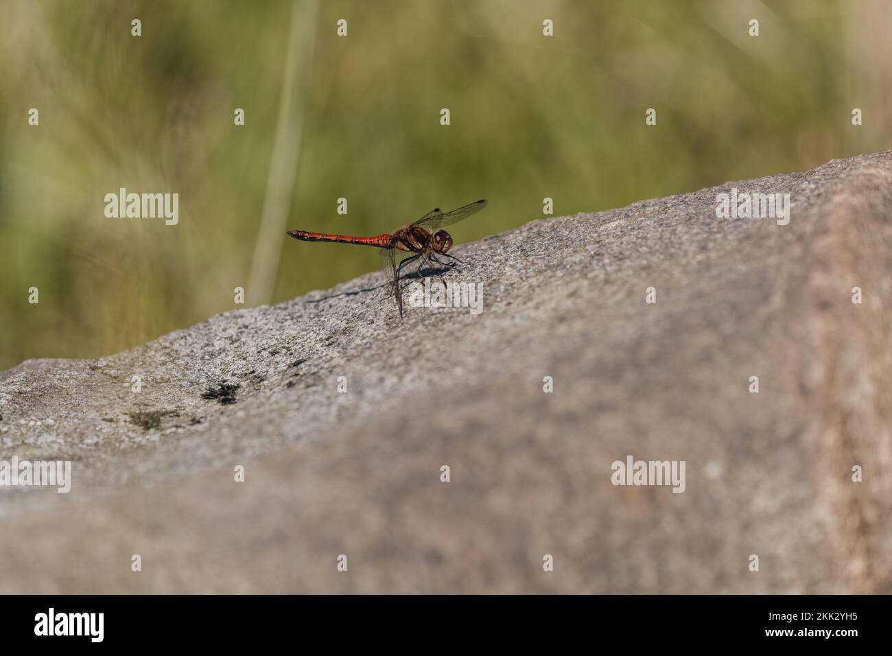 Un gros plan d'un dard tacheté mâle, Sympetrum depressiusculum, sur une roche. Banque D'Images