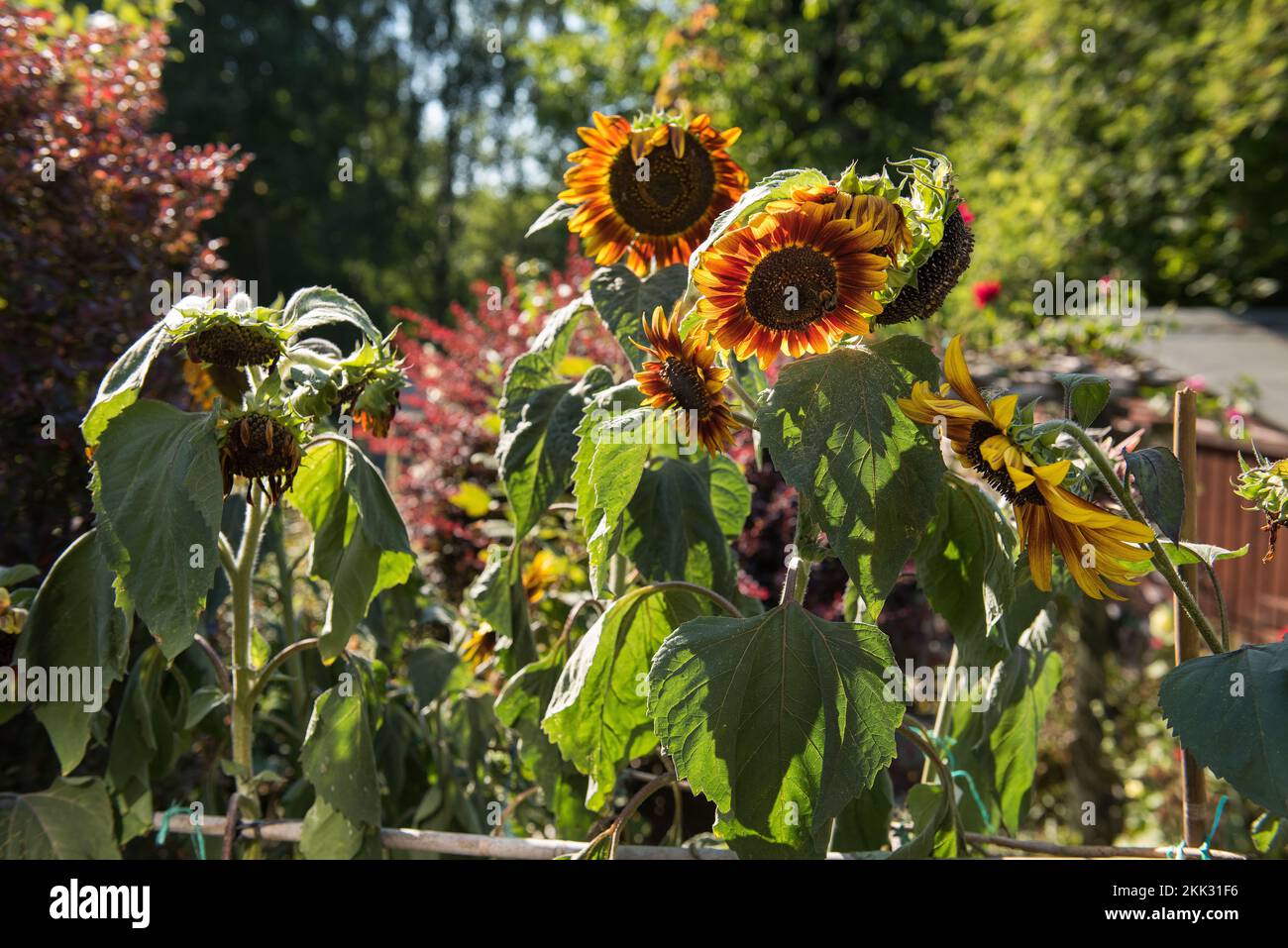 Helianthus annuus tournesols se flétrissant dans une chaleur sérieuse de l'été anormal probablement réchauffement de la planète signe d'avertissement sur repenser ce que les plantes à cultiver Banque D'Images