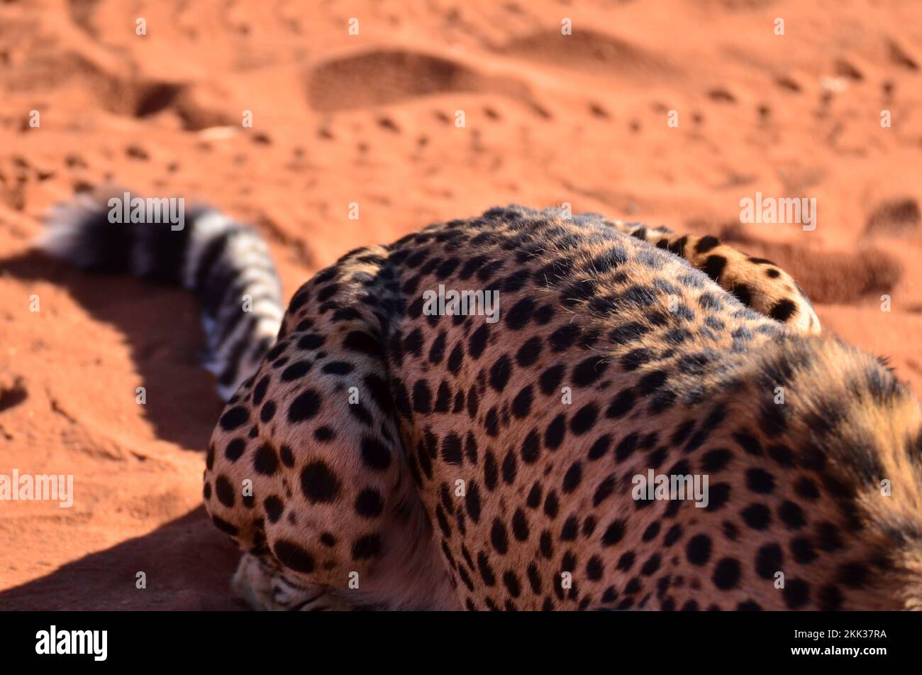 Cheetah back chat savane Acinonyx jubatus marche sur sable Namibie Afrique Banque D'Images