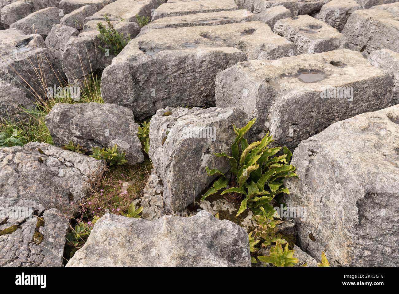 Malham Cove, un défaut sur la faille moyenne Craven, les clints de lacunes fournissent un habitat idéal pour les plantes et fougères calcaires amoureux de la lumière Banque D'Images