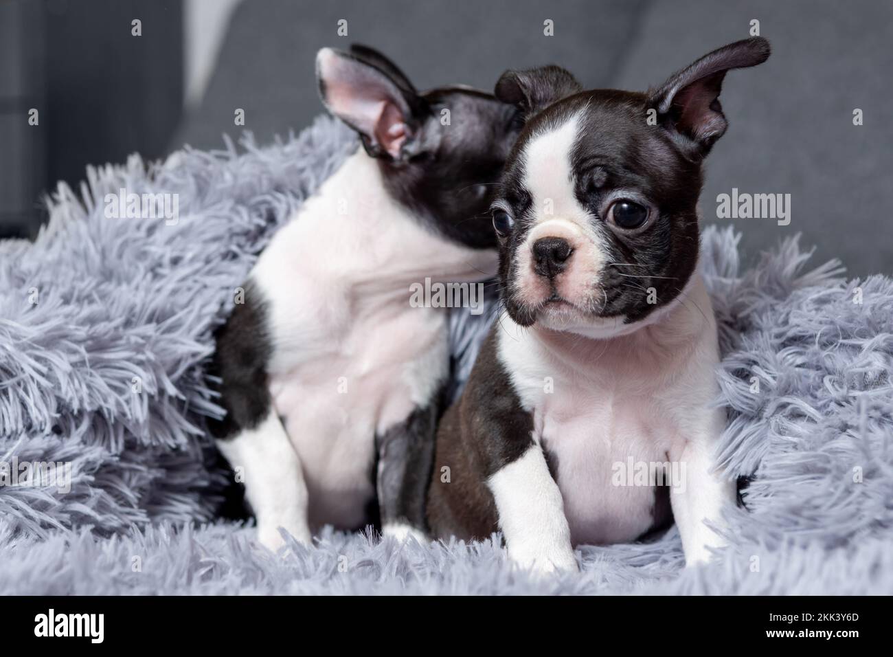Deux adorables chiots de deux mois de Boston Terrier sont assis dans une couverture sur le lit Banque D'Images