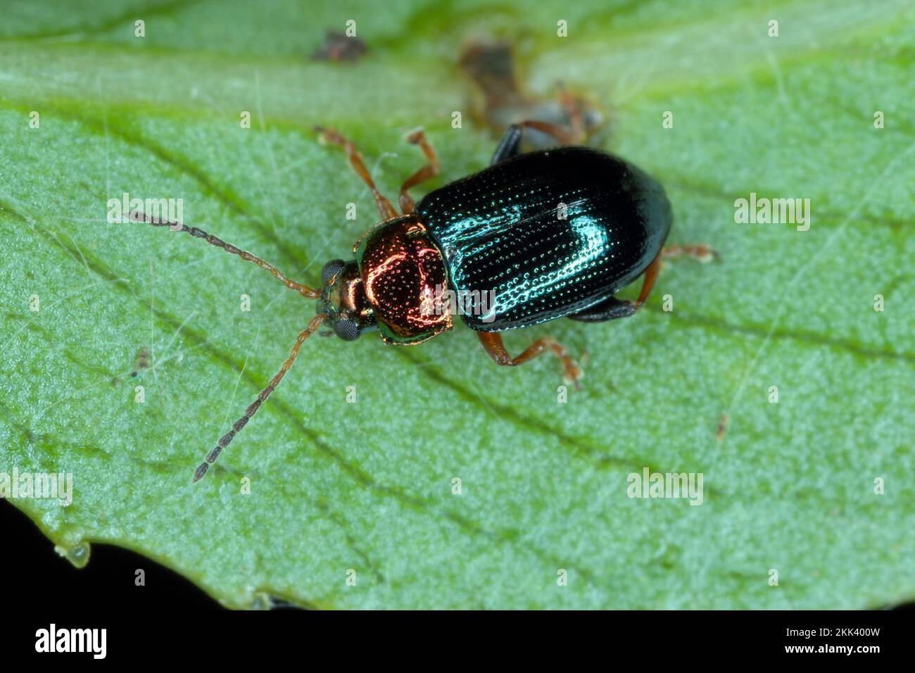 Le léoptère des puces de saule (Crepidodera aurata), assis sur une feuille. Banque D'Images