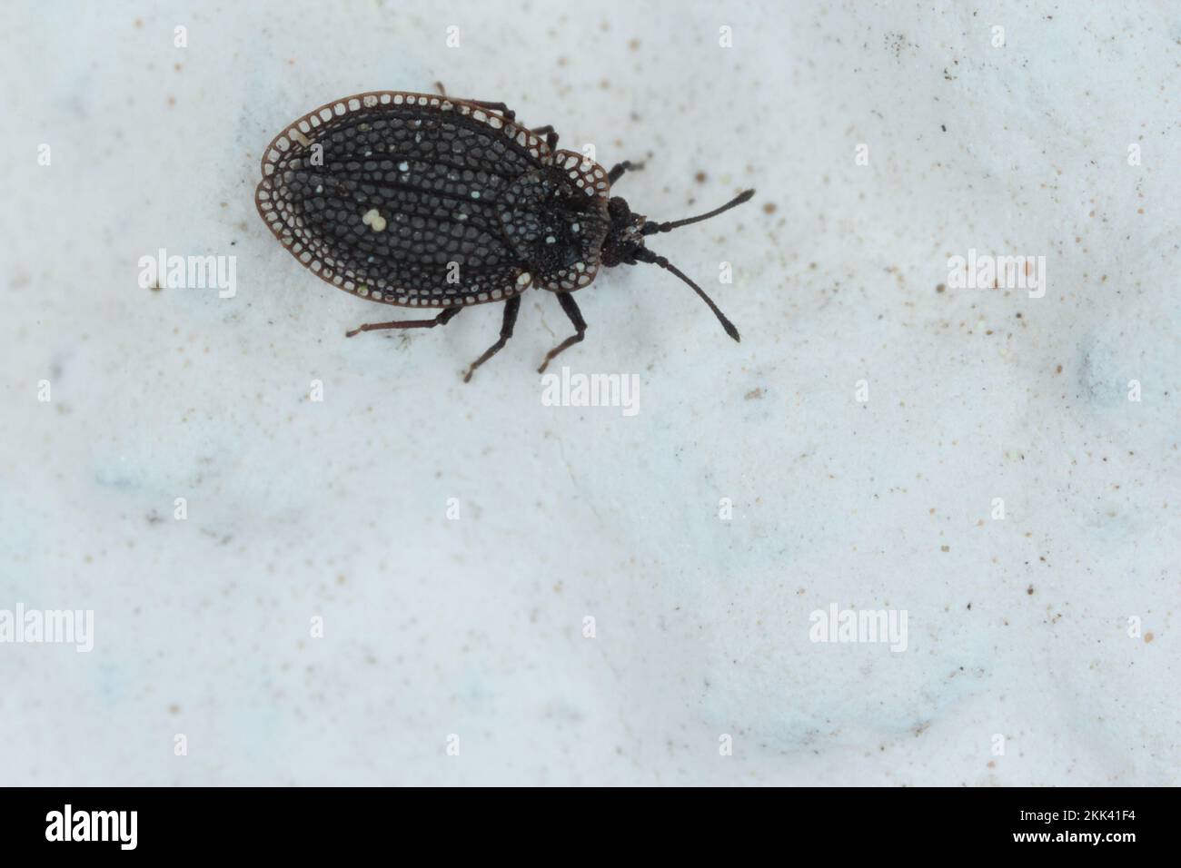 Acaypta gracilis, insecte en dentelle, Tingidae sur le mur. Banque D'Images