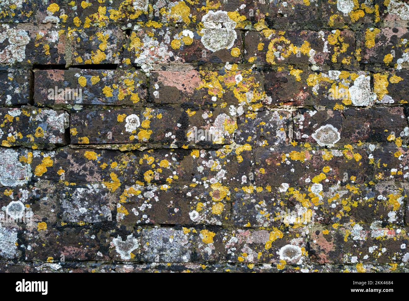 Arrière-plan de vieilles briques rouges avec des zones de mousse et de saxocolor, des variétés de lichen gris et jaune, Xanthoria parietina. Banque D'Images