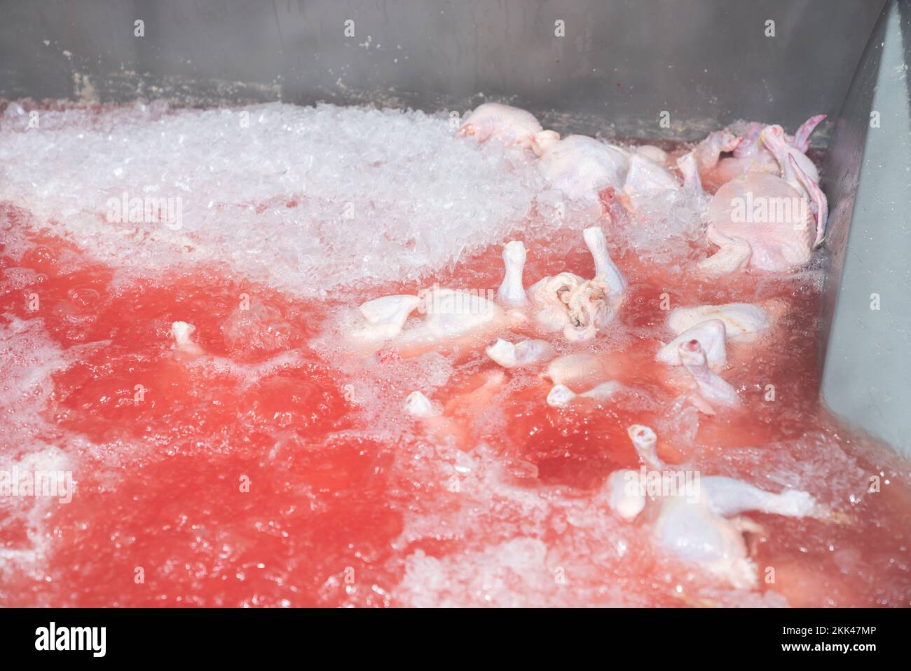 Le bain de poulet dans le réservoir du refroidisseur pour la température du réducteur et le nettoyage dans une usine de volaille moderne. Banque D'Images