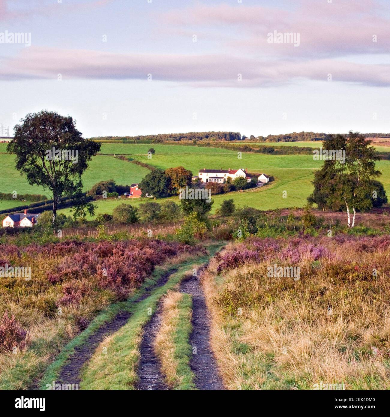 Vue de Gentleshaw Common Heath à la fin de l'été début de l'automne Cannock Chase AONB (région d'une beauté naturelle exceptionnelle) dans Staffordshire Angleterre Royaume-Uni Banque D'Images