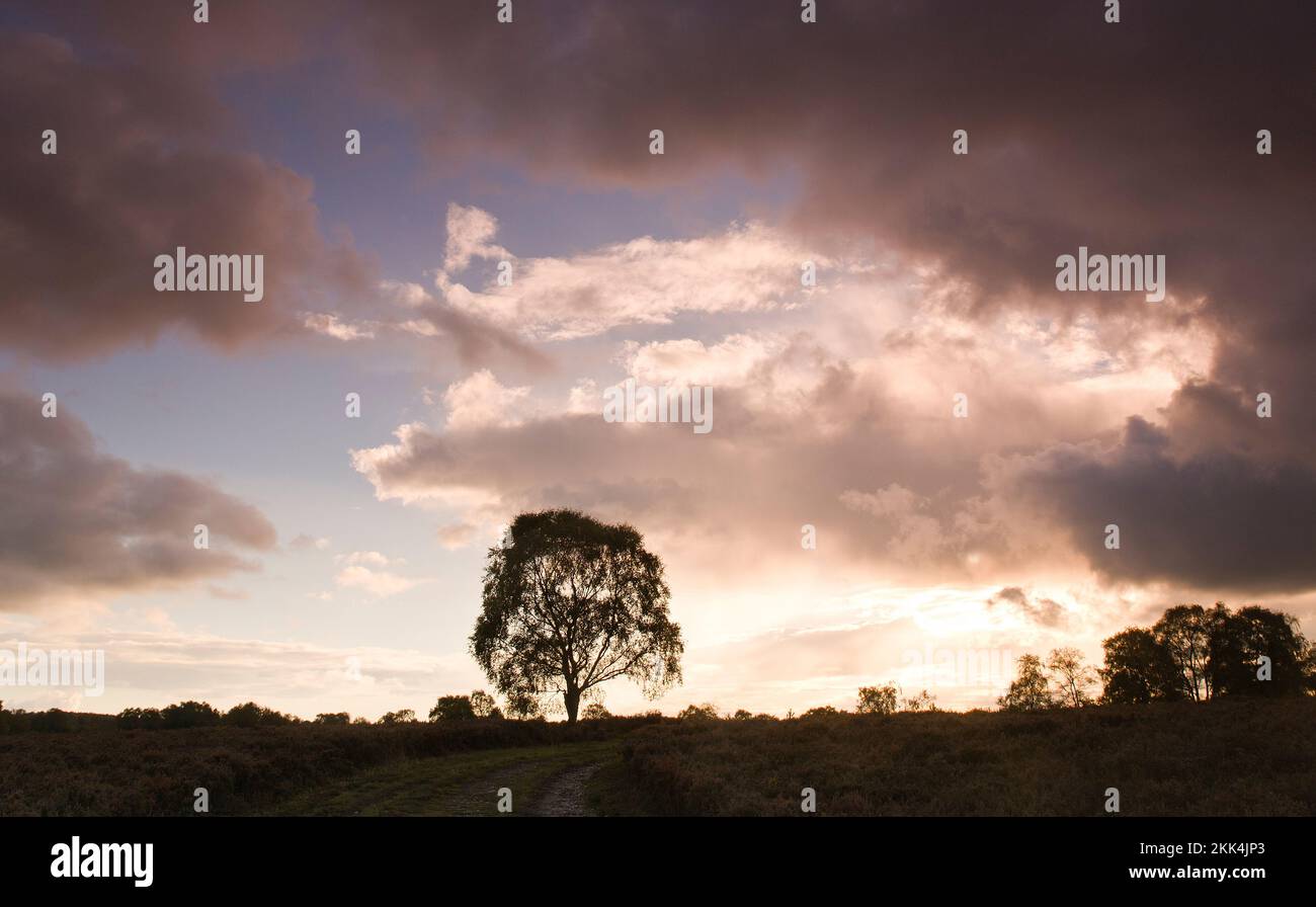 Un arbre isolé sur une silhouette de bruyère au coucher du soleil contre un ciel couvant en automne Cannock Chase Area de beauté naturelle exceptionnelle Staffordshire Banque D'Images