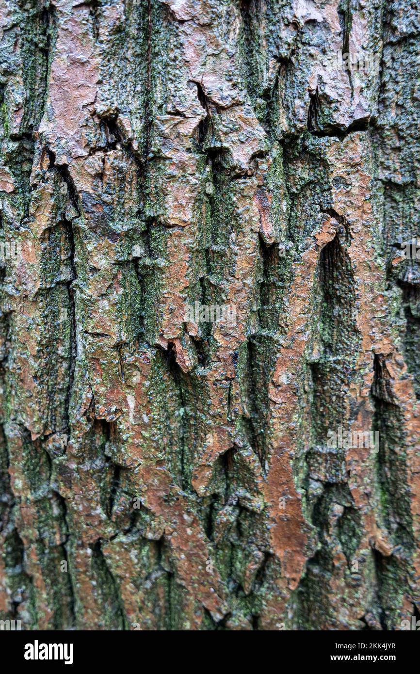 L'écorce des arbres Banque D'Images