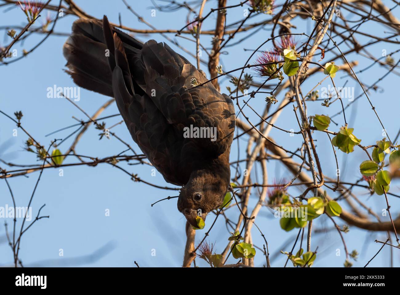 Petit Vasa Parrot - Coracopsis nigra, oiseau endémique unique des forêts et des terres boisées de Madagascar, Kirindy, Madagascar. Banque D'Images