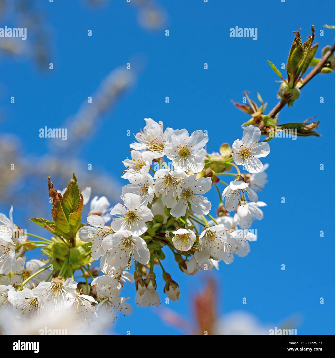 Cerisier à fleurs, Prunus avium, au printemps Banque D'Images