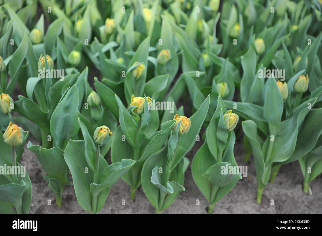 Fleurs de pivoines d'orange Double tulipes précoces (Tulipa) Valdivia commence à fleurir dans un jardin en mars Banque D'Images