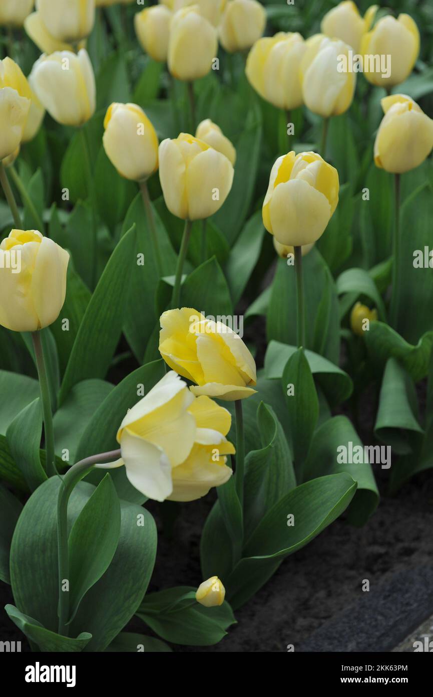 Tulipes Greigii jaune clair (Tulipa) crème de vanille fleurissent dans un jardin en mars Banque D'Images